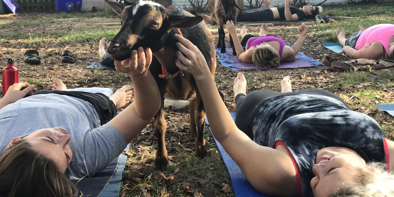 Goat Yoga