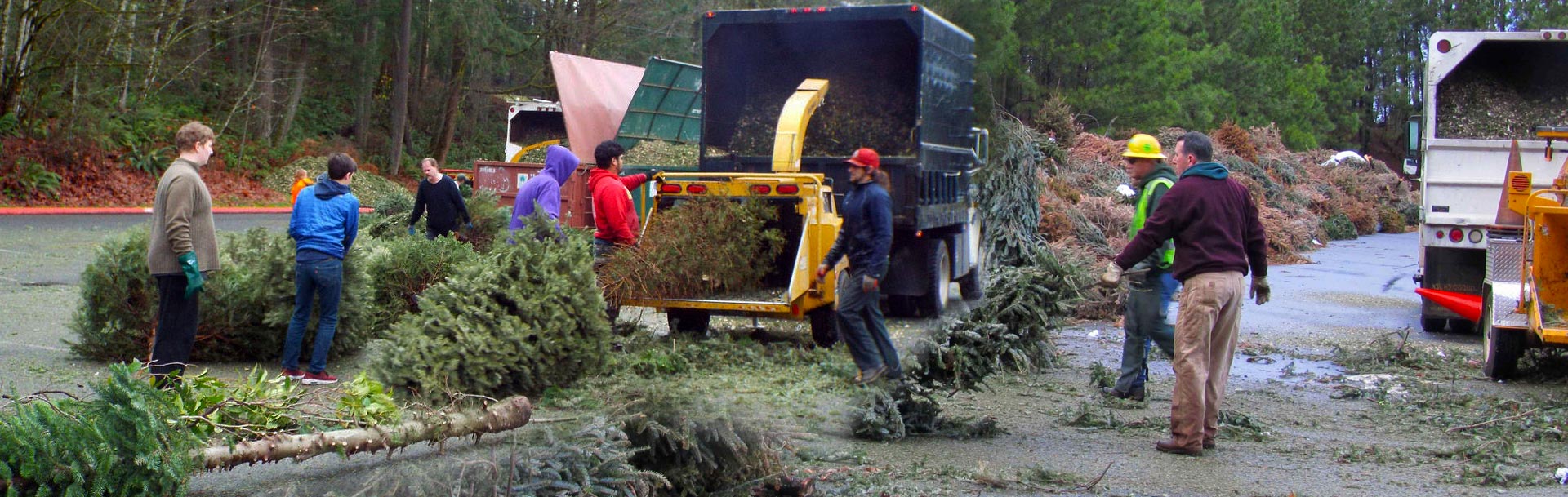 Christmas Tree Chipper