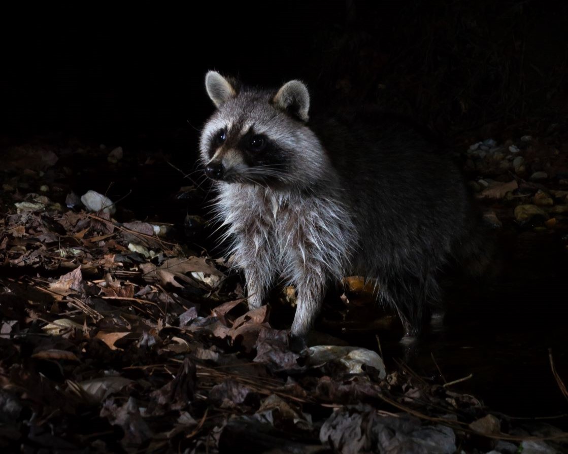 web Suwanee Creek Bandit, Ross McDaniel