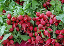 radishes